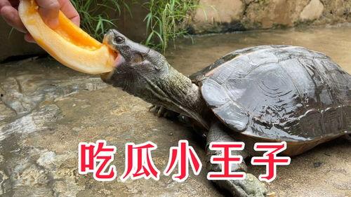 吃瓜巨宠,揭秘娱乐圈背后的甜蜜与辛酸