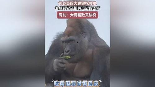 人吃瓜像猩猩,揭秘人类与灵长类动物的共通之处