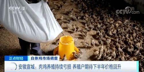 有人吃瓜有人吃羽毛,两种截然不同的生活态度