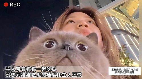 吃瓜猫爱吃瓜,揭秘瓜食爱好者的独特生活