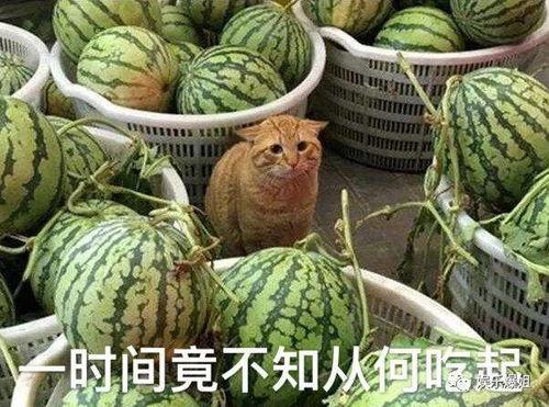 吃瓜送餐,舌尖上的美食之旅